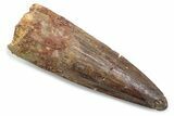 Fossil Spinosaurus Tooth - Real Dinosaur Tooth #381061-1
